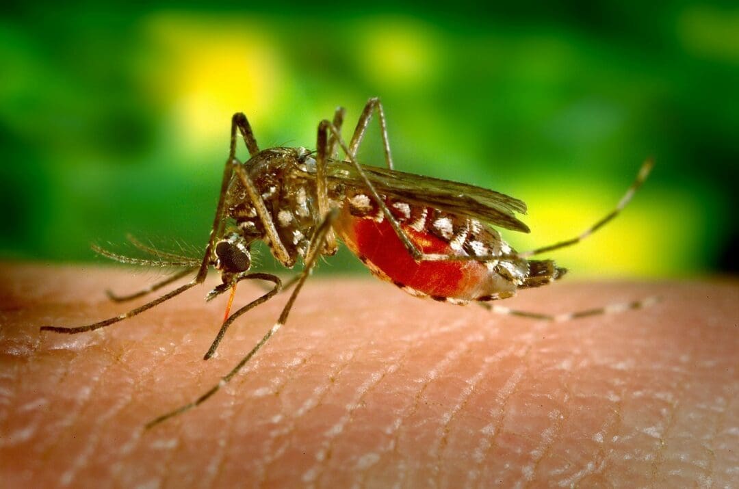 State and local
authorities are busy spreading information on Zika virus to educate the public and encourage people to take precautions.