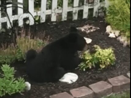 One local resident captured a video of the young bear as it ate plates in a backyard garden. — Photo by Jamie Gervais / Facebook