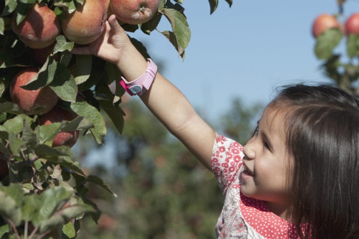 3 year-old girl picking apples