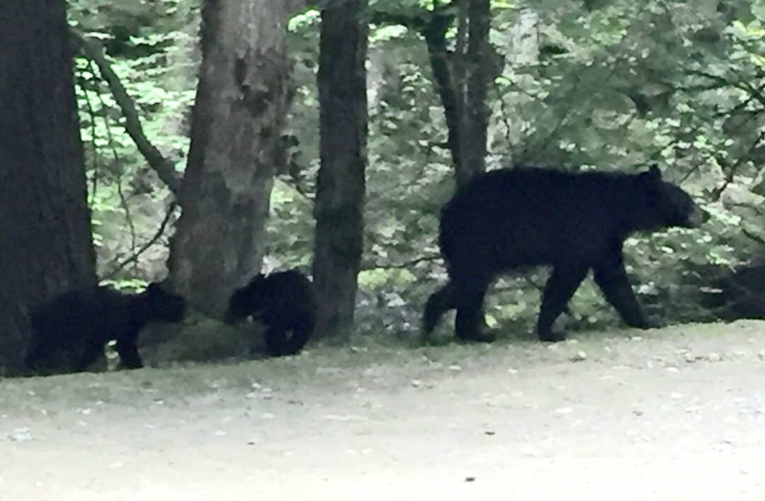 A black bear and her cubs walking near the Ausable Lake Road this summer. (photo by Jim Franco/Spotlightnews)
