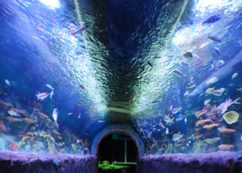 The tunnel aquarium holds 15,000 gallons of water, with an estimated weight of  60 tons. (Photo by Michael Hallisey / TheSpot518)