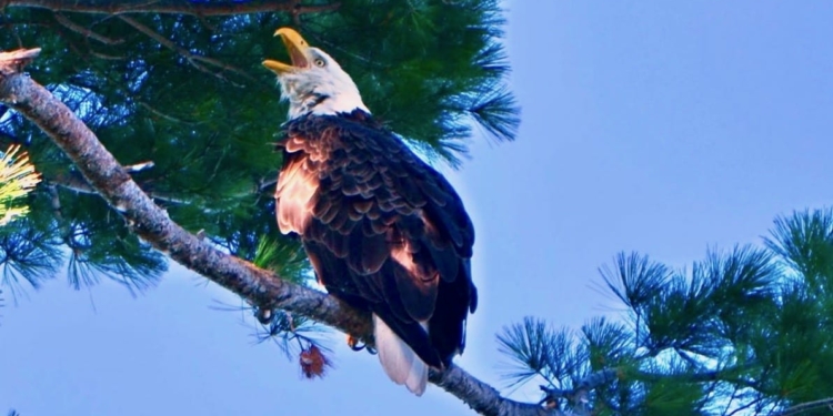 A bald eagle along the Hudson River (Photo submitted by Tony Gambaro)