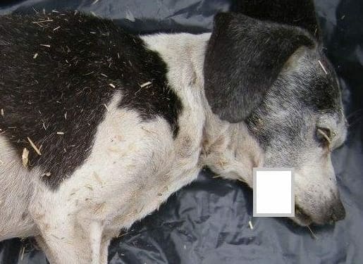 The body of a dog found in Selkirk along Clapper Road on Thursday, Feb. 1 (Photo via Bethlehem police)