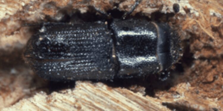 The southern pine beetle