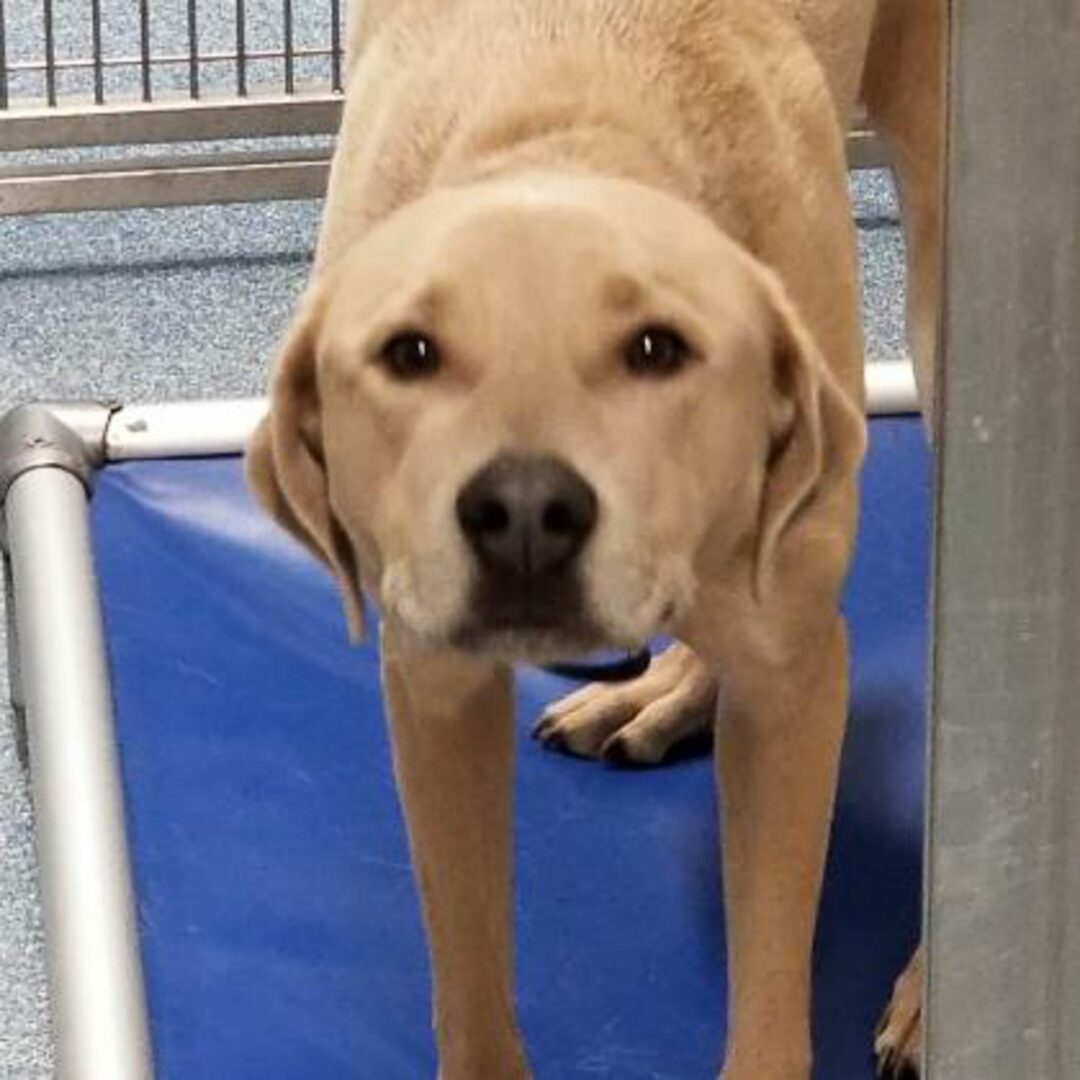 Duke is a 1-year-old male