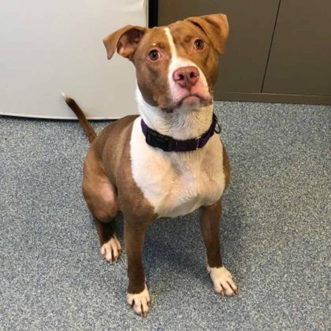 Lennox is a 2-year-old female