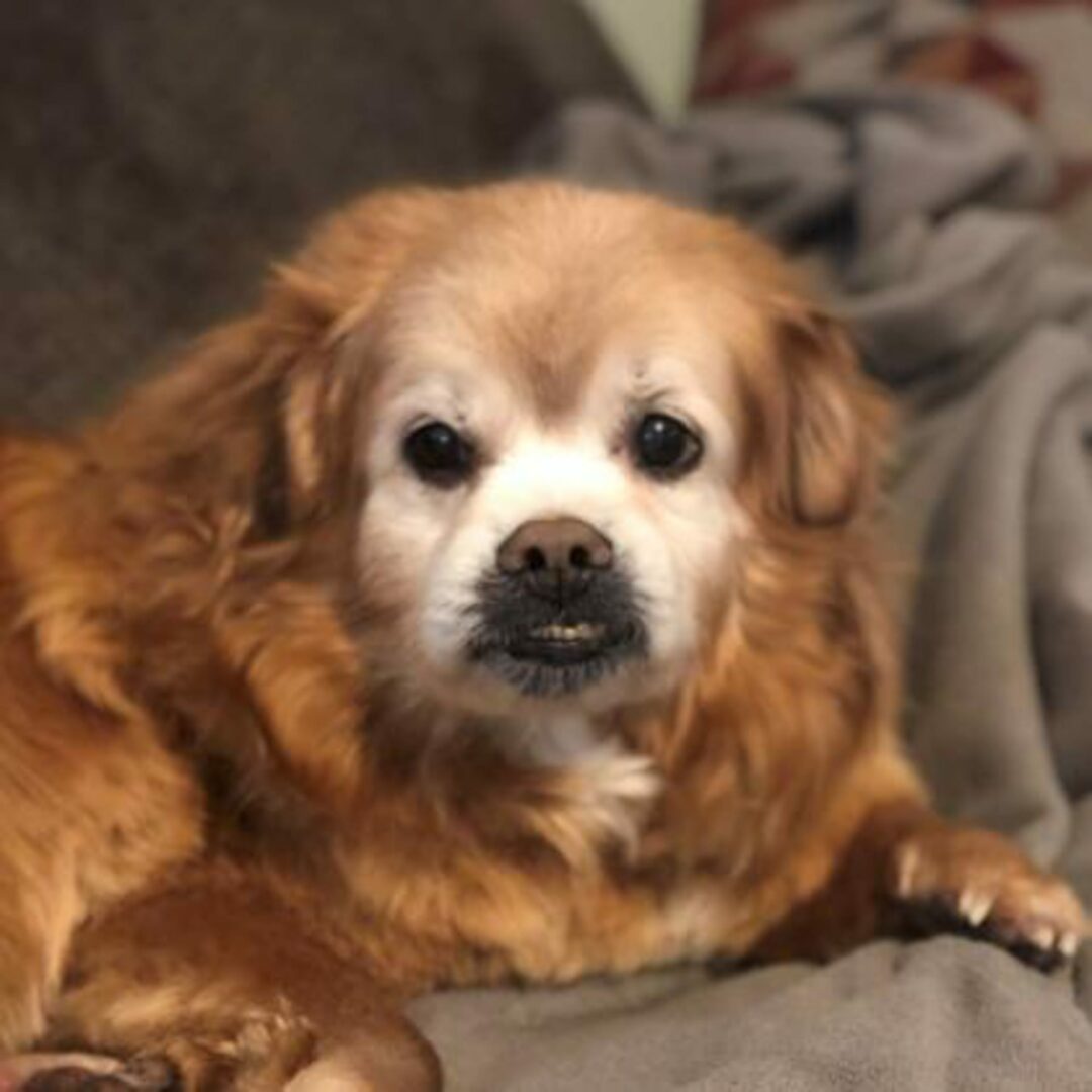 Rusty is a 14-year-old male