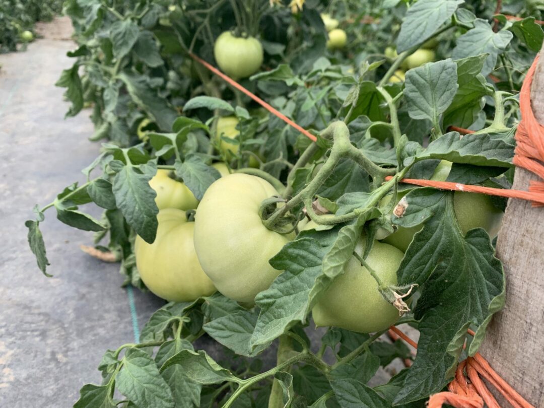 Tomatoes are growing fast at Stanton’s Feura Farms in Feura Bush
Diego Cargara/Spotlight News