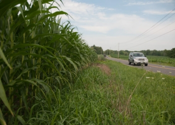 Corn fields are among the sights people can enjoy while driving along Wemple Road.
Michael Hallisey / Spotlight News