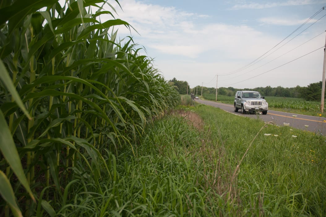 Corn fields are among the sights people can enjoy while driving along Wemple Road.
Michael Hallisey / Spotlight News