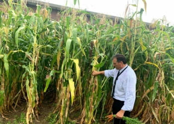 Bethlehem Central Middle School assistant principal Mark Warford offered a private tour of the school’s gardens, showing how corn is among the many products being grown there.
Diego Cagara / Spotlight News
