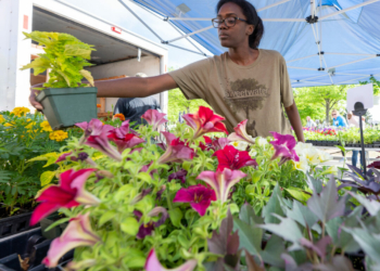 Kira Cramer picks out flowers at the Buhrmaster Farm booth during the opening day of the Colonie Farmers Market at the Crossings Park on Saturday, May 14, 2022. (Jim Franco/Spotlight News)