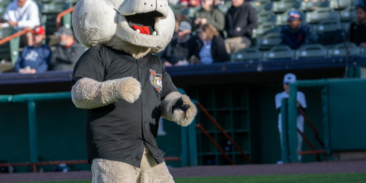 SouthPaw doing a little dance at a recent ValleyCats game at The Joe on the HVCC campus. (Jim Franco / Spotlight News)