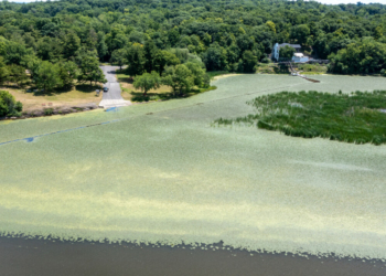 The town boat launch is structurally sound, but getting through the water chestnuts would be difficult. Parties to pull the invasive weed are scheduled for later this month at other parts of the Mohawk River. 

Jim Franco / Spotlight News
