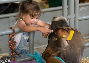 Vyola Berringer pets a cow at the Altamont Fair on Tuesday, Aug. 16. (Jim Franco/Spotlightnews)