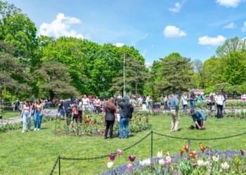 2024 Tulip Festival in Washington Park
